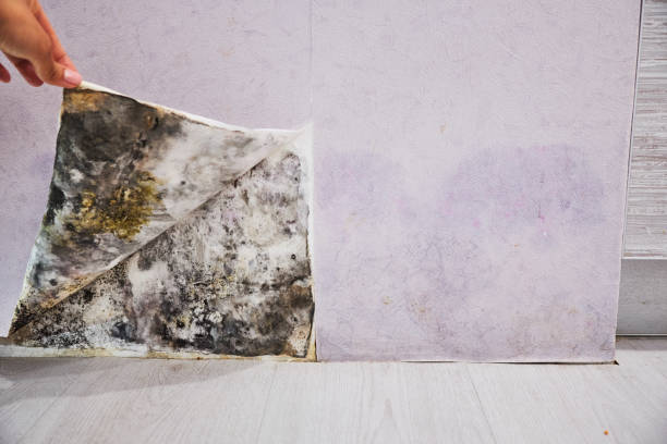 Professional Mold Remediation in Avra Valley, AZ